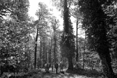 I riti arborei di Accettura