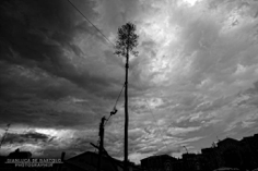 I riti arborei di Accettura