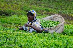 Through Tea Leaves