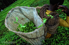 Through Tea Leaves