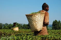 Through Tea Leaves