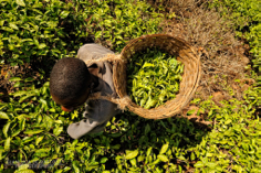 Through Tea Leaves