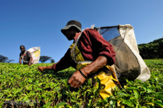 Through Tea Leaves