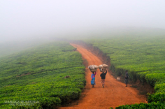 Through Tea Leaves