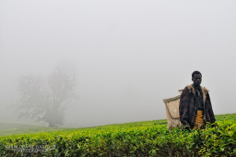 Through Tea Leaves