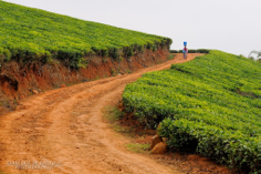 Through Tea Leaves