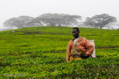 Through Tea Leaves