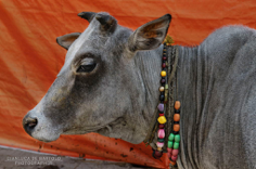 Maha Kumbh Mela