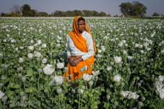 Rajasthan